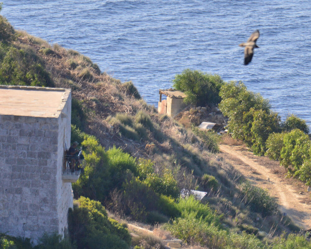 Tobia in volo di fronte ad un capanno di cacciatori a Malta (foto N. Fenech)